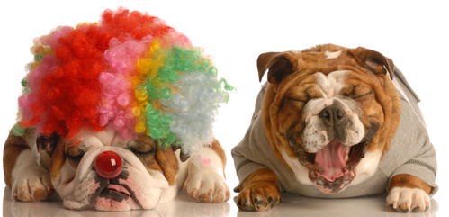 bulldog laughing at another dog dressed up with clown wig